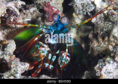 Fangschreckenkrebse, Odontodactylus Scyllarus, Sulawesi, Lembeh Strait, Indonesien Stockfoto