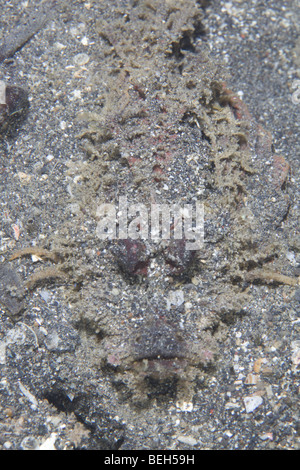 Stachelige Devilfish Inimicus Didactylus, Sulawesi, Lembeh Strait, Indonesien Stockfoto