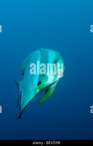 Longfin Fledermausfische, Platax Teira, Nord Ari Atoll, Malediven Stockfoto