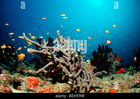 Lyretail Anthias über Coral Reef, Pseudanthias Squamipinnis, Nord Ari Atoll, Malediven Stockfoto