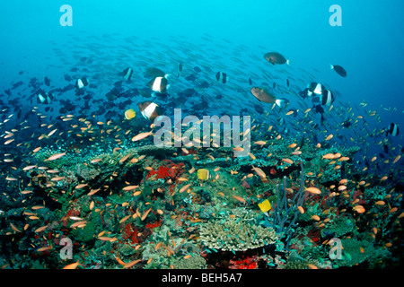 Korallenfische über Coral Reef, Nord Ari Atoll, Malediven Stockfoto