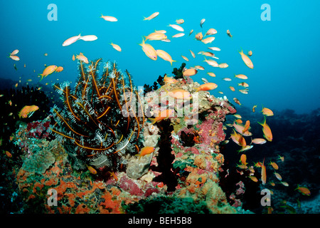 Lyretail Anthias und Crinoid, Pseudanthias Squamipinnis, Kandooma Höhlen, Süd Male Atoll, Malediven Stockfoto