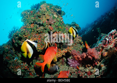 Maskierte Bannerfish und Longjawed Squirrelfish Heniochus Monoceros Sargocentron Spiniferum Kandooma Süd Male Atoll Malediven Stockfoto