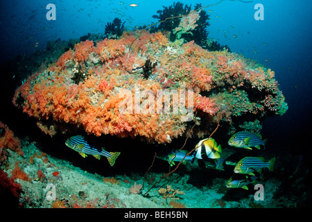 Orientalische Süßlippen in bunte Korallenriff Plectorhichus Vittatus, Kandooma Thila, Süd Male Atoll, Malediven Stockfoto