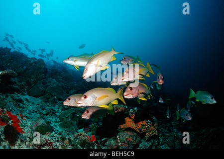 One-Spot Snapper, Schulbildung Lutjanus Monostigma, Kakao-Ecke, Süd Male Atoll, Malediven Stockfoto