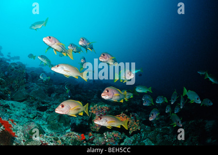 One-Spot Snapper, Schulbildung Lutjanus Monostigma, Kakao-Ecke, Süd Male Atoll, Malediven Stockfoto