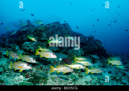 One-Spot Snapper, Schulbildung Lutjanus Monostigma, Kakao-Ecke, Süd Male Atoll, Malediven Stockfoto