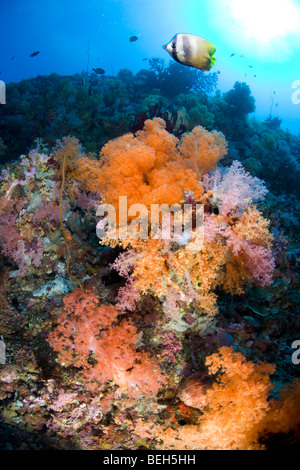 Orange Weichkorallen wachsen auf Riff, Nord-Sulawesi, Indonesien Stockfoto