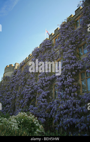 Blauregen wächst auf der Vorderseite des The Castle Hotel, Taunton, Somerset, England UK Stockfoto