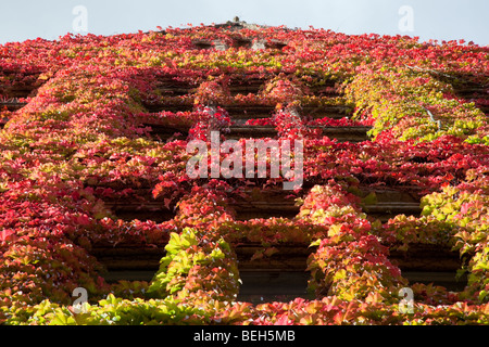 Weinreben im Herbst auf Beyer Gebäude im alten Viereck, The University of Manchester, UK Stockfoto