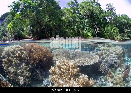 Biodiversität in seichten Korallenriff, Raja Ampat, West Papua, Indonesien Stockfoto