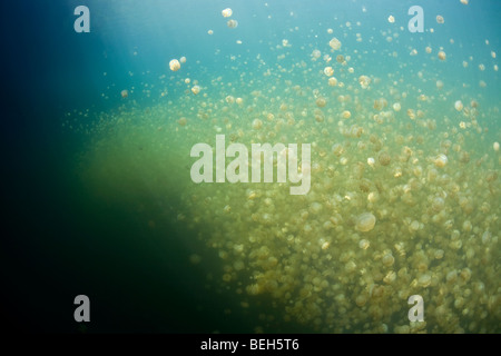 Jellyfish Lake mit stachellosen Quallen Mastigias Papua Etpisonii, Mikronesien, Palau Stockfoto