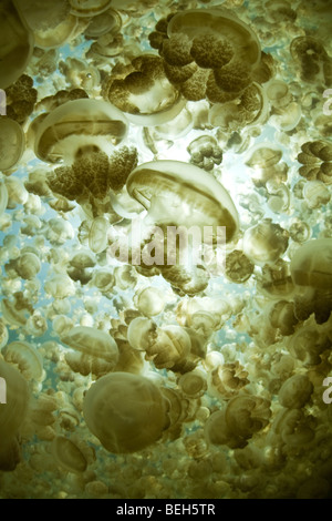 Jellyfish Lake mit stachellosen Quallen Mastigias Papua Etpisonii, Mikronesien, Palau Stockfoto