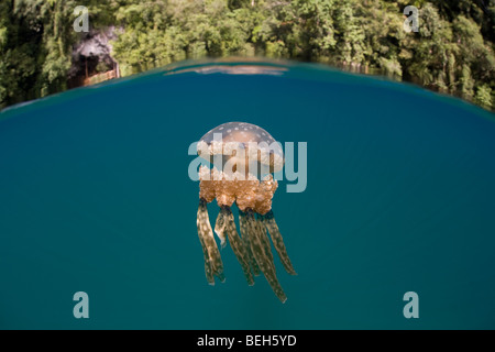 Lagune Quallen Mastigias Papua, Mikronesien, Palau Stockfoto