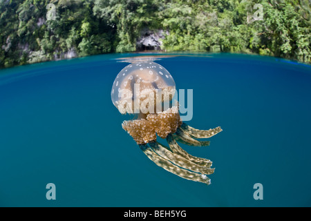 Lagune Quallen Mastigias Papua, Mikronesien, Palau Stockfoto