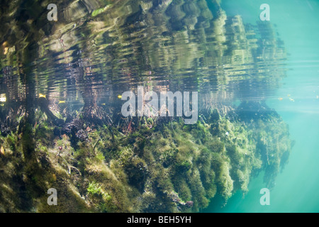 Mangrovewurzeln im Jellyfish Lake, Mikronesien, Palau Stockfoto