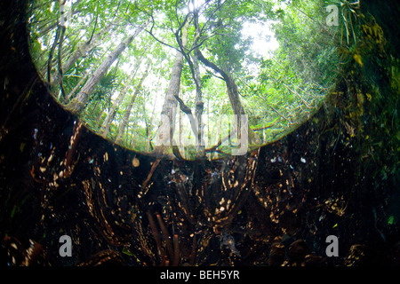 Mangroven im Jellyfish Lake, Mikronesien, Palau Stockfoto