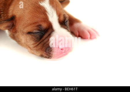 Close-up Portrait von kleinen neugeborenen Welpen, Studio gedreht Stockfoto