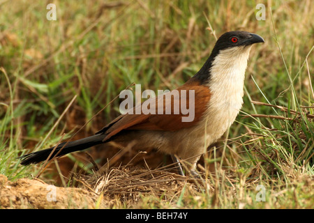 Senegal coucal, Centropus senegalensis, ist ein Mitglied der Kuckuck Familie der Vögel, Gambia Stockfoto