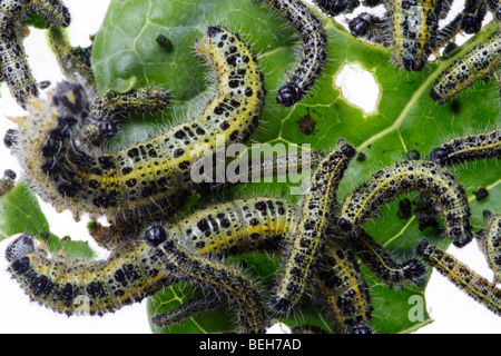 Blattwespen Raupen auf Brokolli Blatt Stockfoto