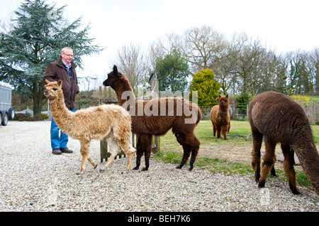 Holland Alpaka farm Stockfotografie Alamy