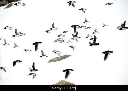 Spitzbergen, Svalbard, Little Auk Kolonie in Fuglesangen Stockfoto