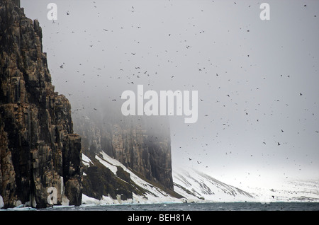 Spitzbergen, Svalbard, Hinlopenstreet, Vogelklippen von Alkefjellet Stockfoto