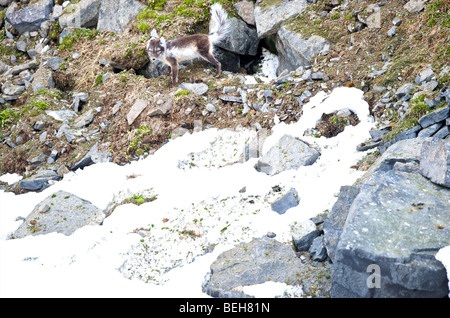 Spitzbergen, Svalbard, Hinlopenstreet, artic Fox bei Alkefjellet Stockfoto