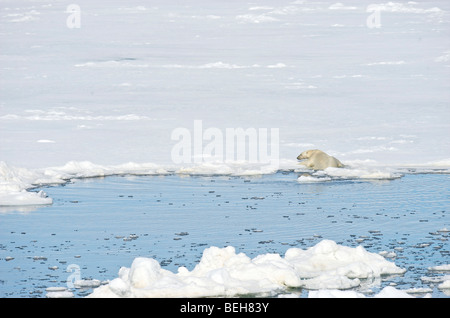 Spitzbergen, Svalbard, Eisbär auf Packeis in der Nähe von 1000 Inseln Stockfoto