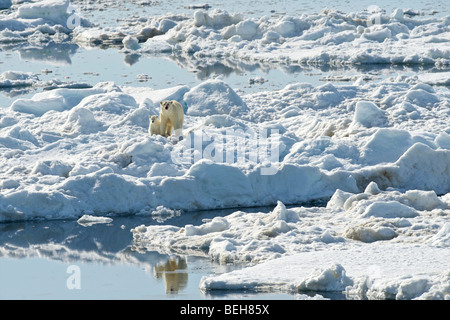 Spitzbergen, Svalbard, Mutter und Jungtier Eisbär auf Packeis in der Nähe von Edgeoya Stockfoto