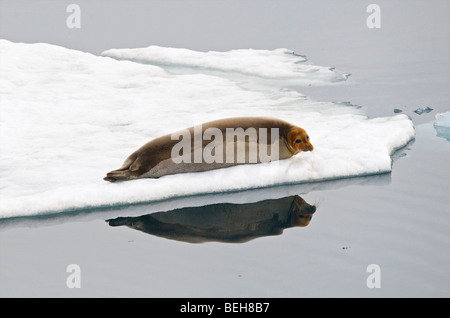 Spitzbergen, Svalbard, bärtigen Dichtung im Lillihookbreen fjord Stockfoto