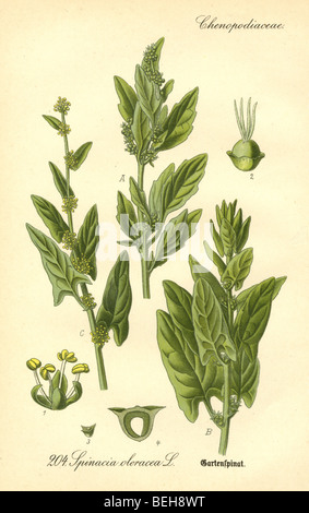 Ca. 1880 s Gravur der Spinat (Spinacia Oleracea) von Prof. Dr. Thome Flora von Deutschland. Stockfoto