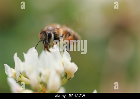 Nahaufnahme einer Biene auf einer Blume Stockfoto