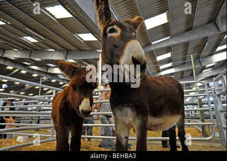 Mutter und Baby Esel auf dem Display auf der Landwirtschaft in Parthenay, Deux-Sèvres, Frankreich. Stockfoto