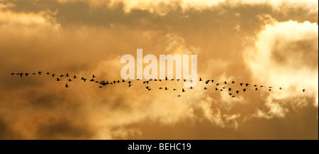 Schwarm Gänse fliegen in Formation gegen eine Dämmerung Himmel Stockfoto