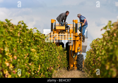 Weinproduzenten in seinem Weinberg ernten Trauben mit Gregoire Maschine - Sud-Touraine, Frankreich. Stockfoto