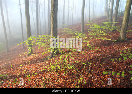 Regeneration der Buche (Fagus Sylvatica) in Buchenwald, flämischen Ardennen, Belgien Stockfoto