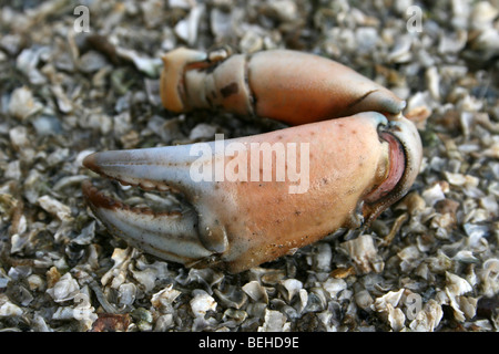 Klaue von A Common Shore Crab Carcinus Maenas am Strand von New Brighton, Wallasey, The Wirral, Merseyside, Großbritannien Stockfoto