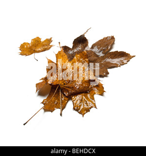 Braune und grüne gefallenen Blätter im Herbst Stockfoto