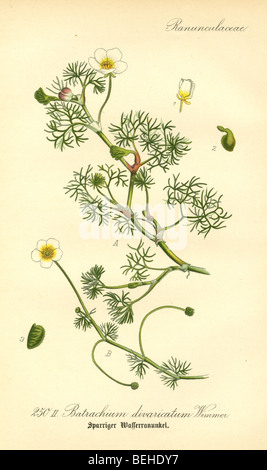 Ca. 1880 s Gravur von Wildwasser Crowfoot (Batrachium Divaricatum) von Prof. Dr. Thome Flora von Deutschland. Stockfoto