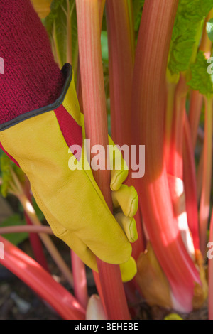 Behandschuhte Hand zieht Rhabarber Rheum rhaponticum Stockfoto