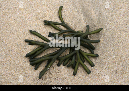 Alge Codium fragile gewaschen oben auf The Strand in Kei Mouth, Provinz Eastern Cape, Südafrika Stockfoto