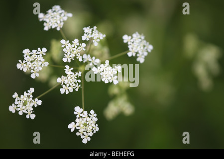 Kuh-Petersilie / wilder Kerbel / Keck (Anthriscus Sylvestris) auf Wiese im Frühling Stockfoto