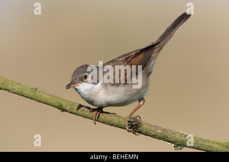 Gemeinsame Whitethroat (Sylvia Communis) thront auf Zweig Stockfoto