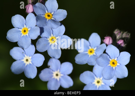 Blumen Wasser Vergissmeinnicht (Myosotis Palustris / Scorpioides), Belgien Stockfoto