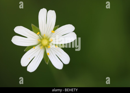 Addersmeat / größere Stitchwort (Stellaria Holostea) in Blüte im Frühjahr Stockfoto