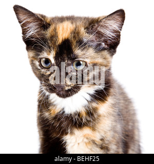 Süße Schildpatt Kätzchen im studio Stockfoto