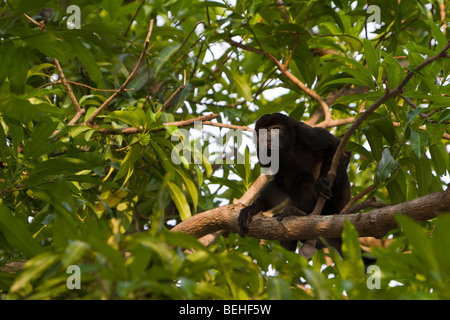 Golden-Jaguaren Brüllaffen (Alouatta Palliata) auf Nahrungssuche in Playas del Coco, Costa Rica. Stockfoto