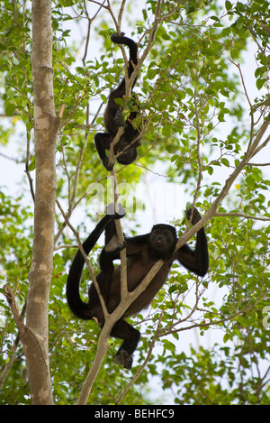 Golden-Jaguaren Brüllaffen (Alouatta Palliata) auf Nahrungssuche in Playas del Coco, Costa Rica. Stockfoto