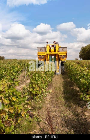 Weinproduzenten in seinem Weinberg ernten Trauben mit Gregoire Maschine - Sud-Touraine, Frankreich. Stockfoto